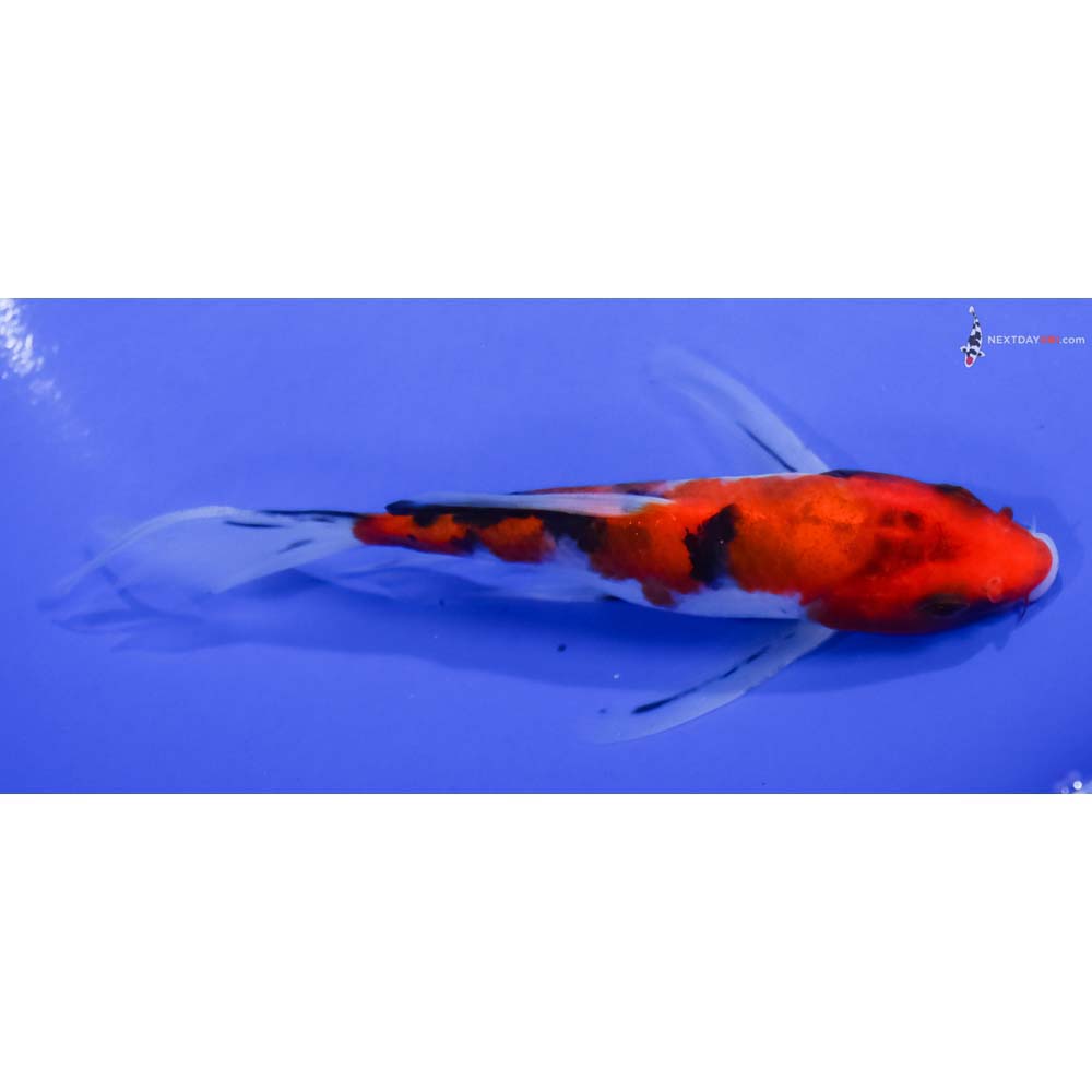 5.5” Imported Sanke Butterfly Koi