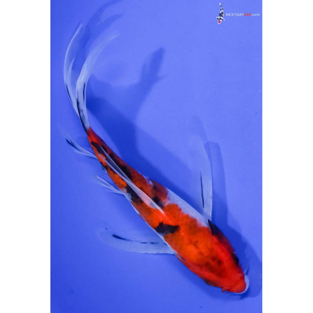 5.5” Imported Sanke Butterfly Koi