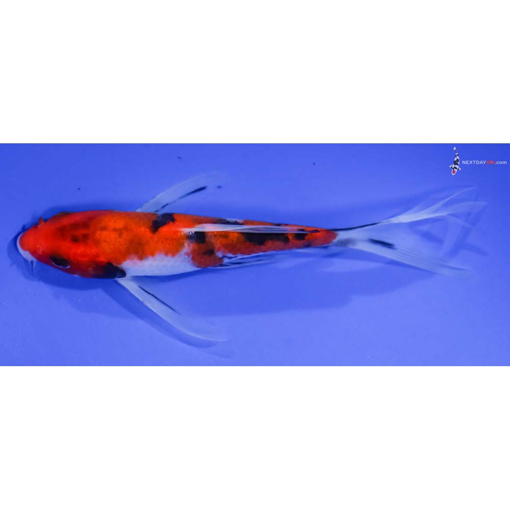5.5” Imported Sanke Butterfly Koi