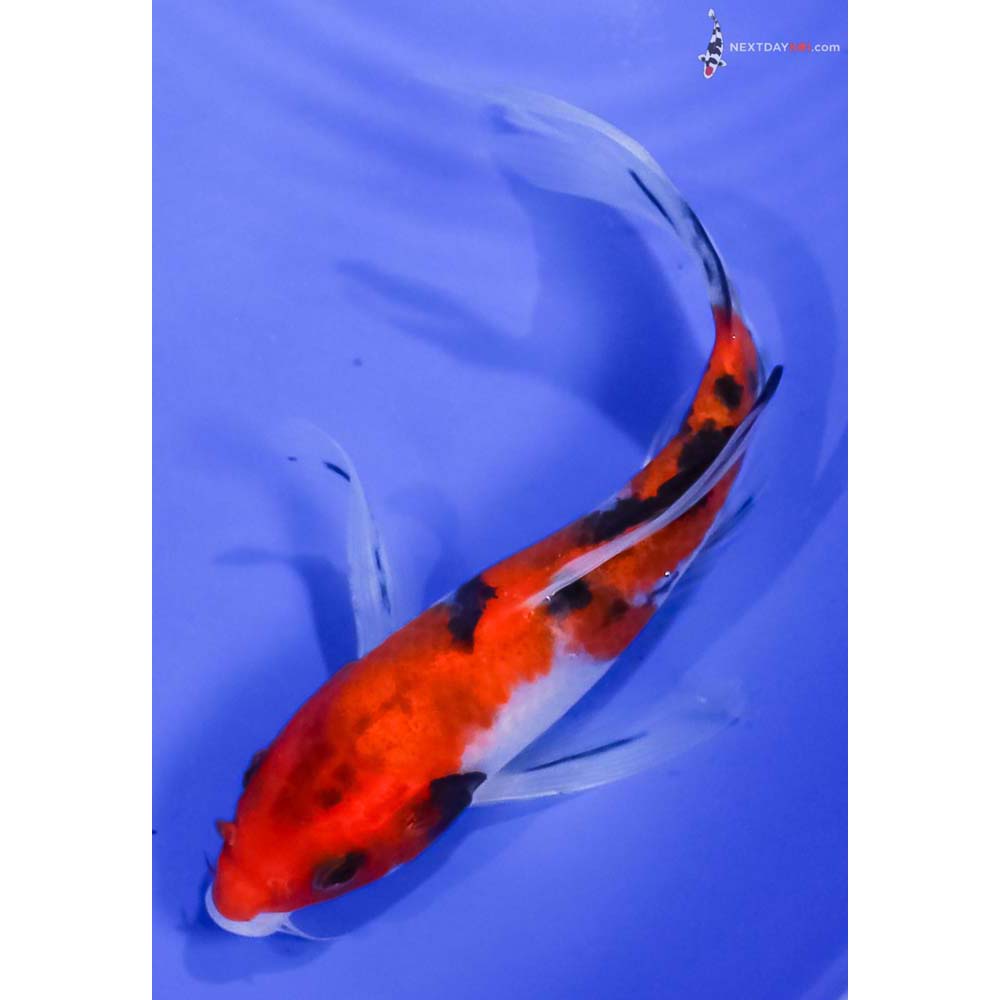 5.5” Imported Sanke Butterfly Koi