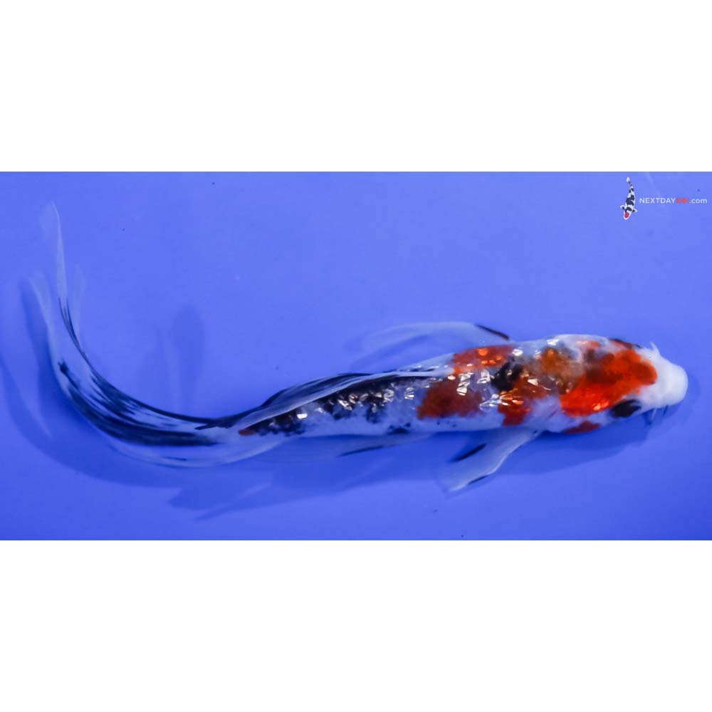 6” Imported Gin Rin Sanke Butterfly Koi