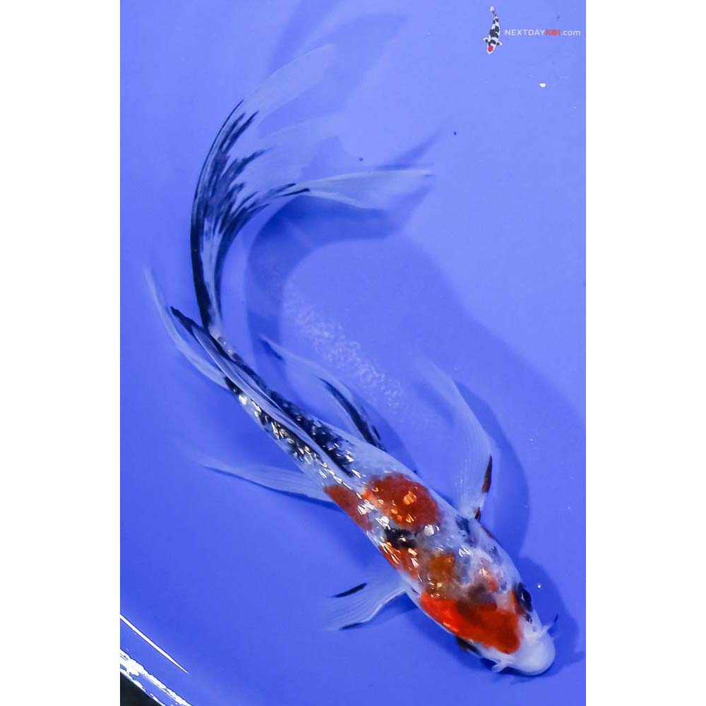 6” Imported Gin Rin Sanke Butterfly Koi