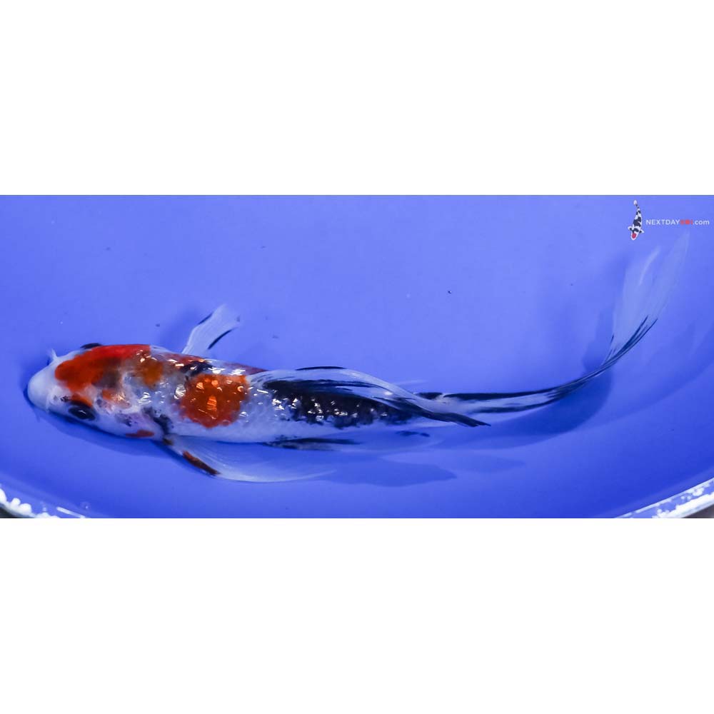 6” Imported Gin Rin Sanke Butterfly Koi