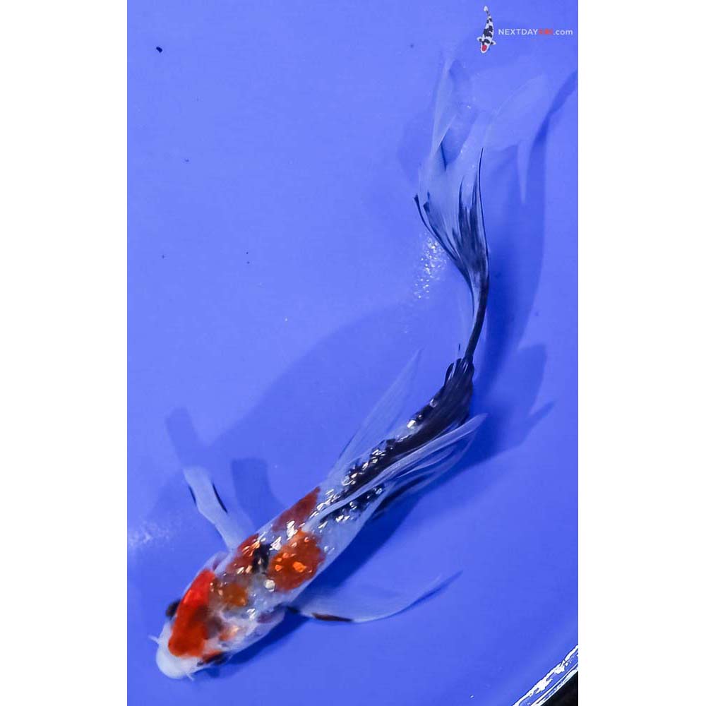 6” Imported Gin Rin Sanke Butterfly Koi