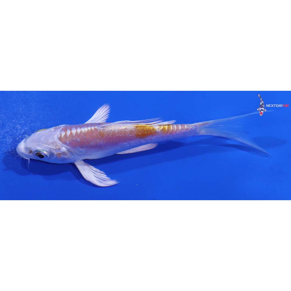4” Imported Doitsu Lemon Hariwake Butterfly Koi