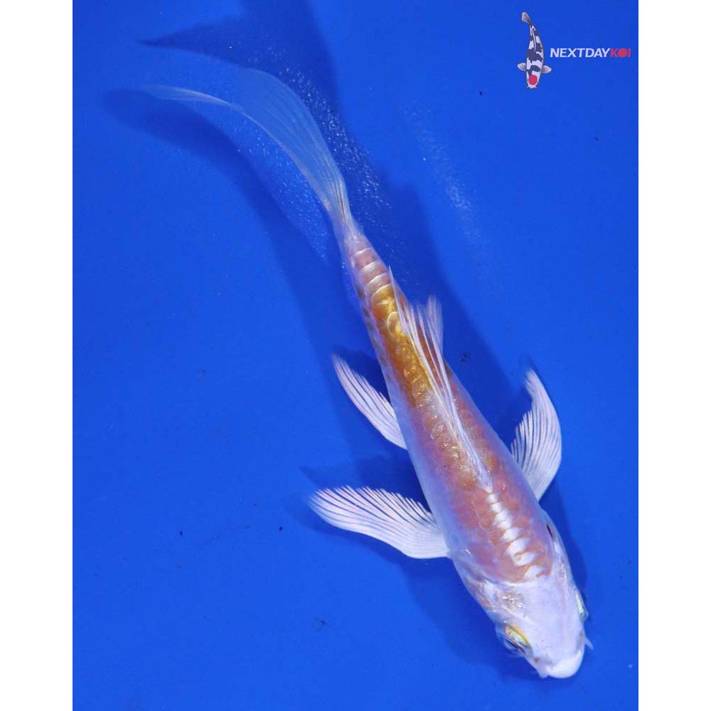4” Imported Doitsu Lemon Hariwake Butterfly Koi