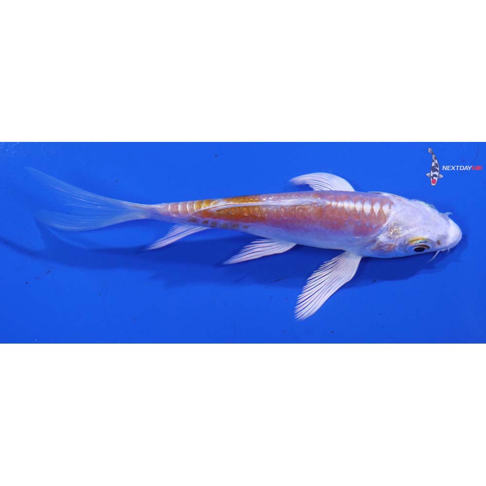 4” Imported Doitsu Lemon Hariwake Butterfly Koi