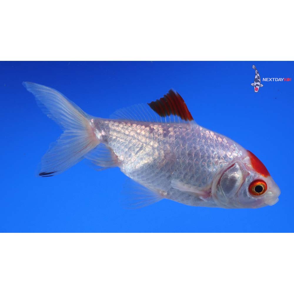 4.5” Imported Red and White Wakin