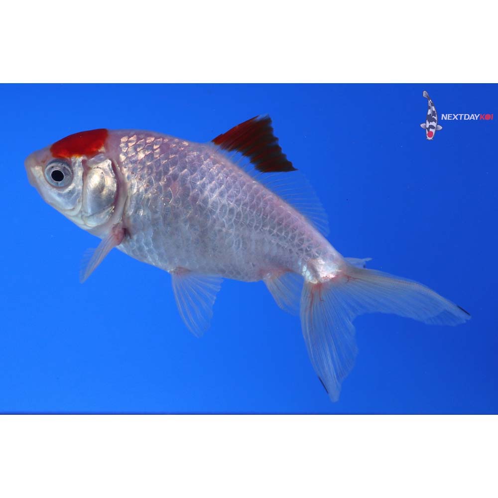 4.5” Imported Red and White Wakin
