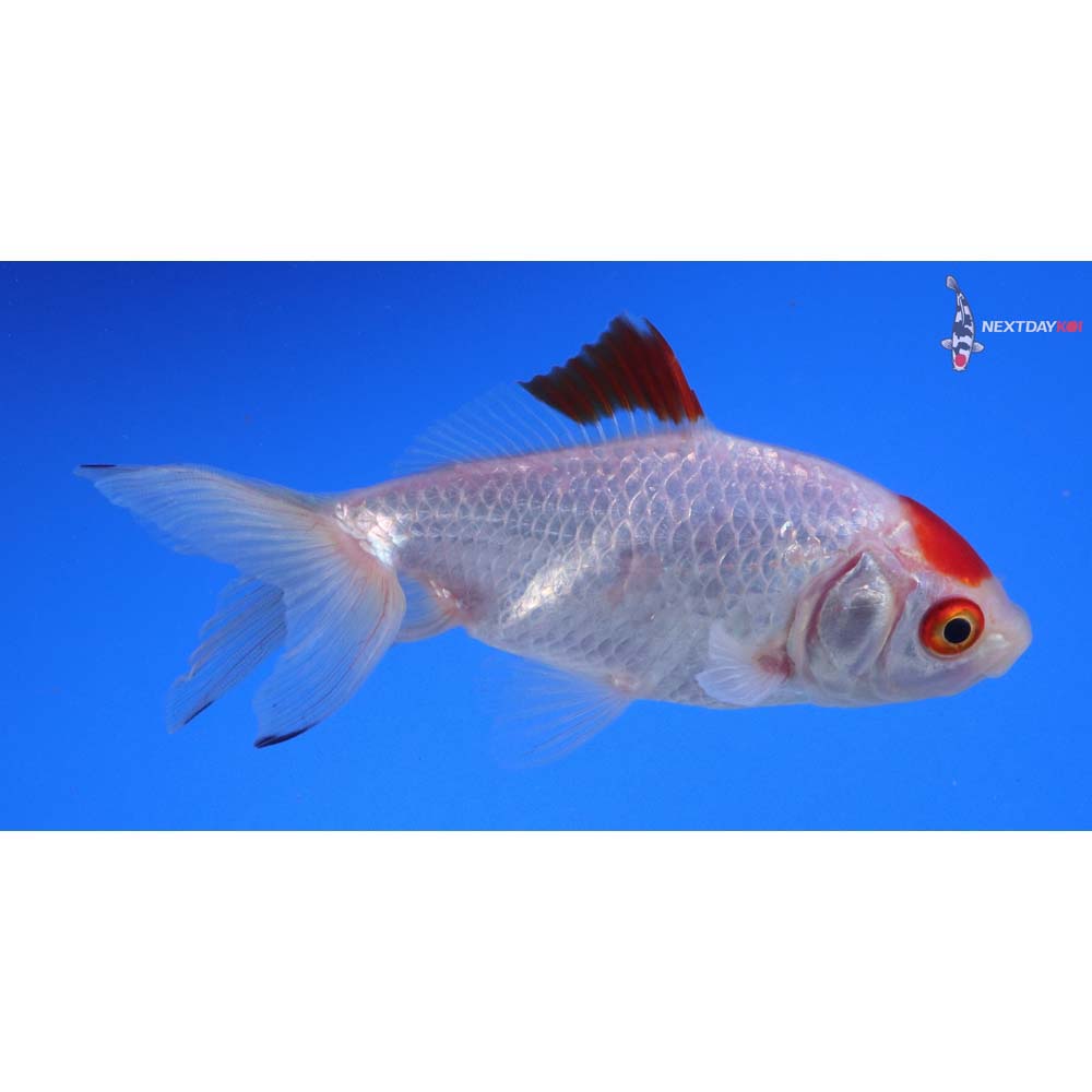 4.5” Imported Red and White Wakin