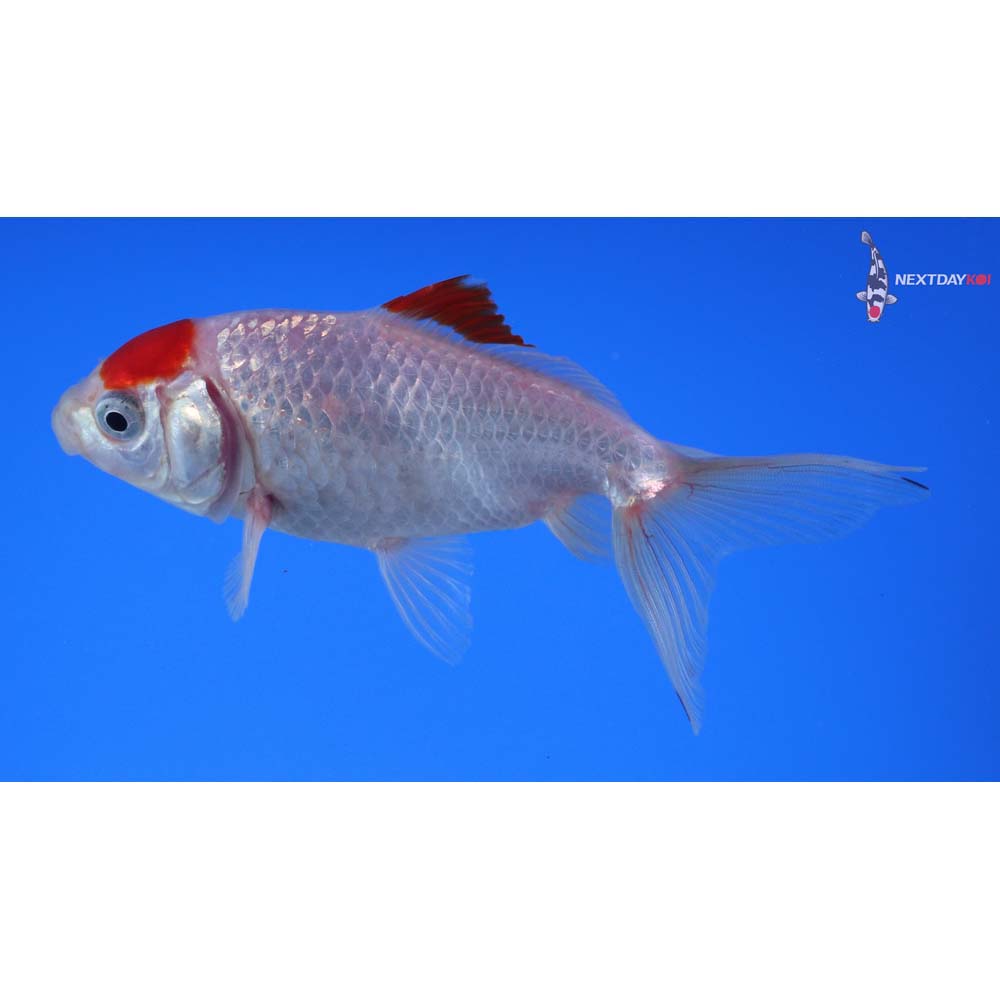 4.5” Imported Red and White Wakin