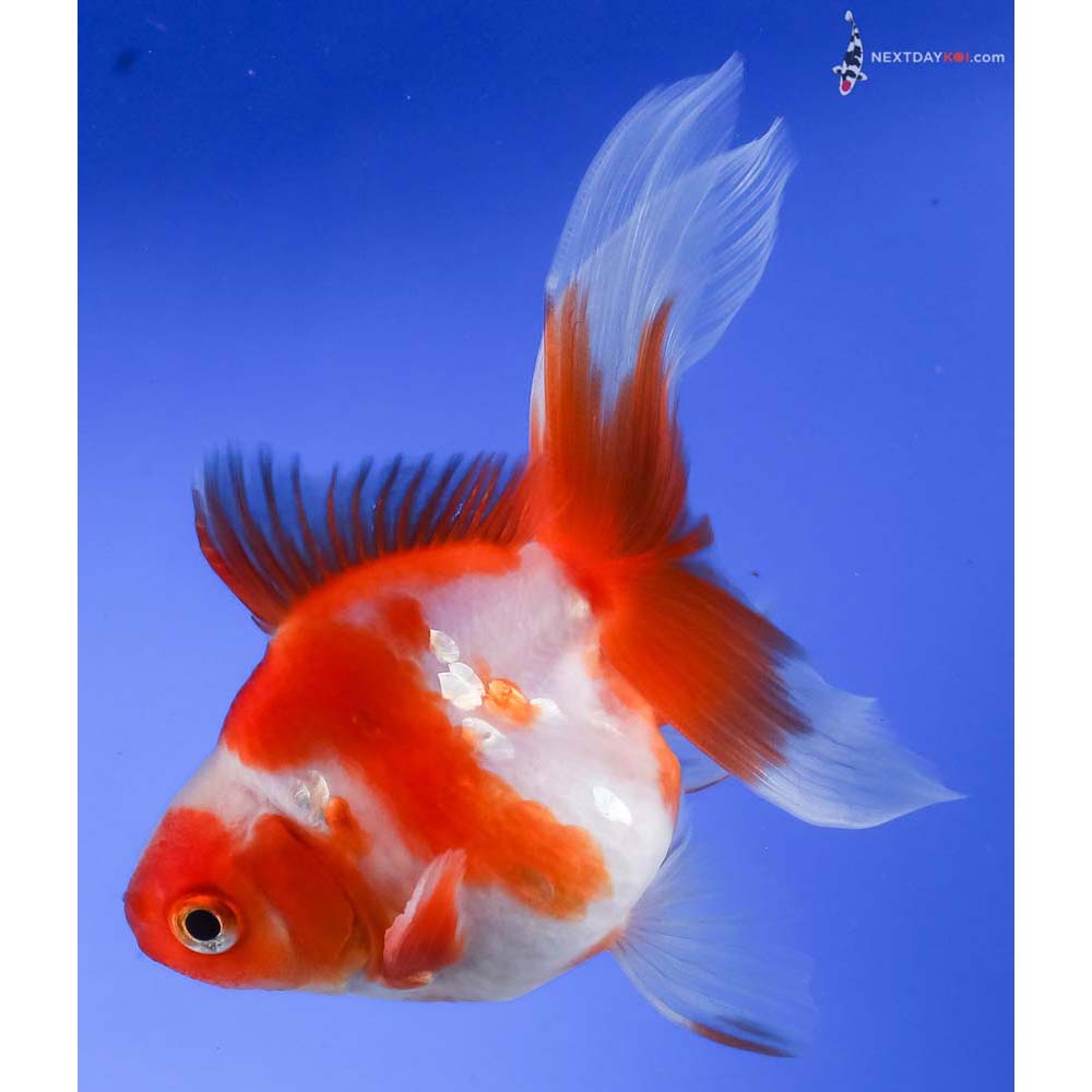4” Imported Red and White Ryukin