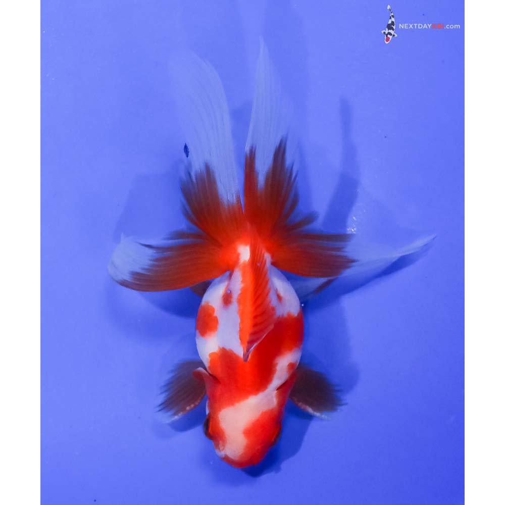4” Imported Red and White Ryukin