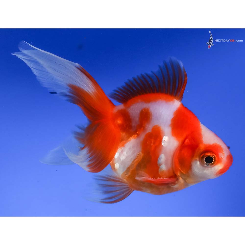 4” Imported Red and White Ryukin