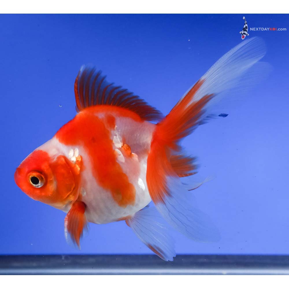4” Imported Red and White Ryukin