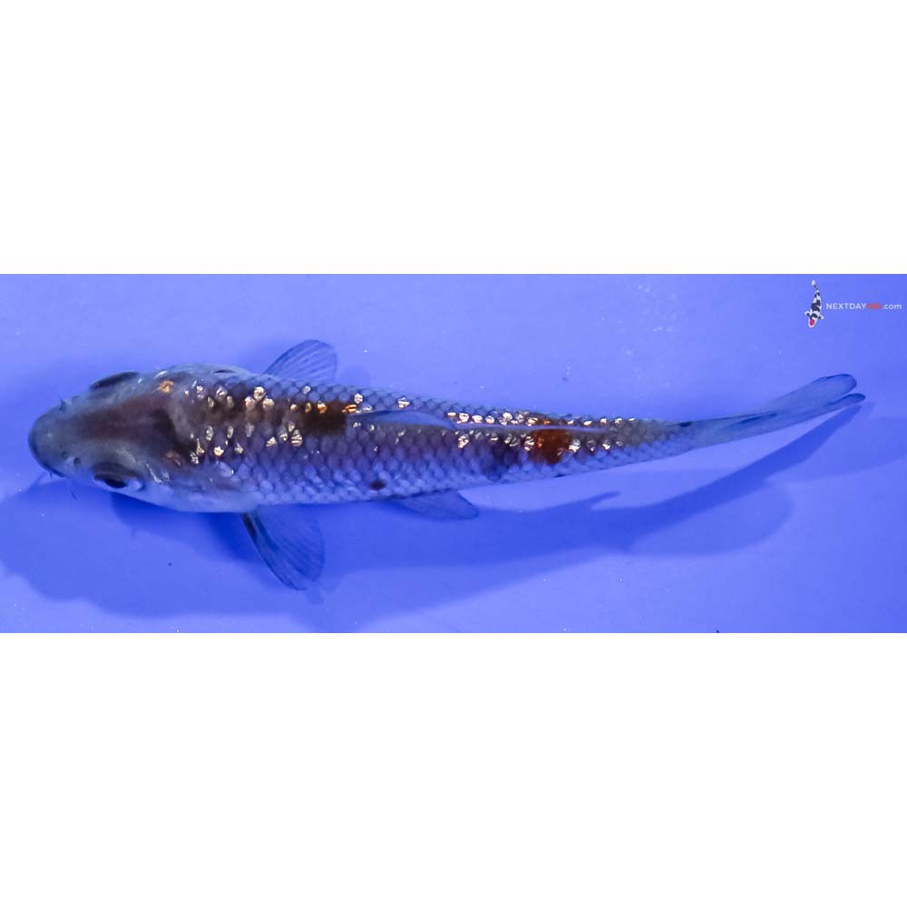 3” Imported Gin Rin Ochiba Shigure
