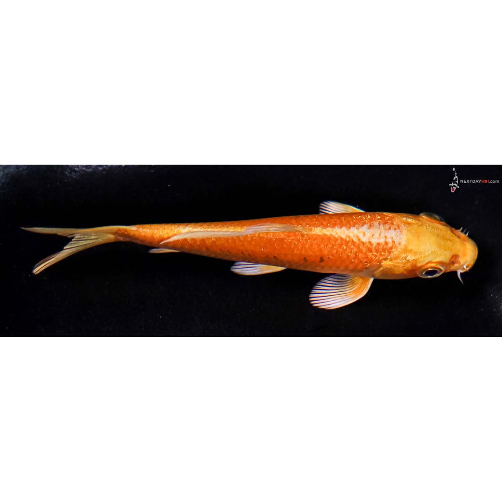 4” Imported Yamabuki Ogon