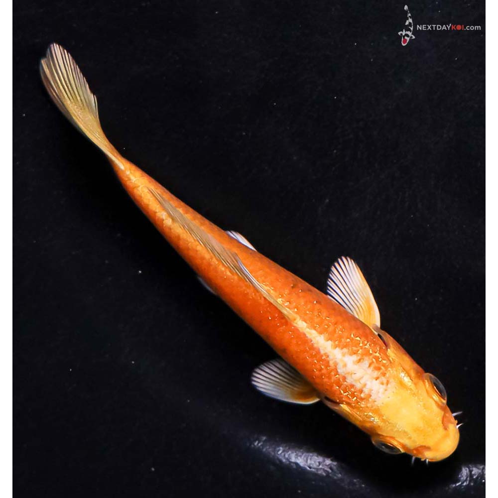 4” Imported Yamabuki Ogon