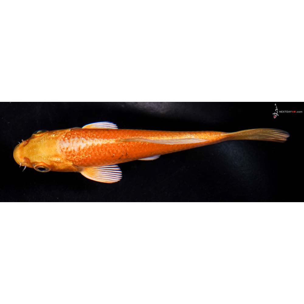 4” Imported Yamabuki Ogon
