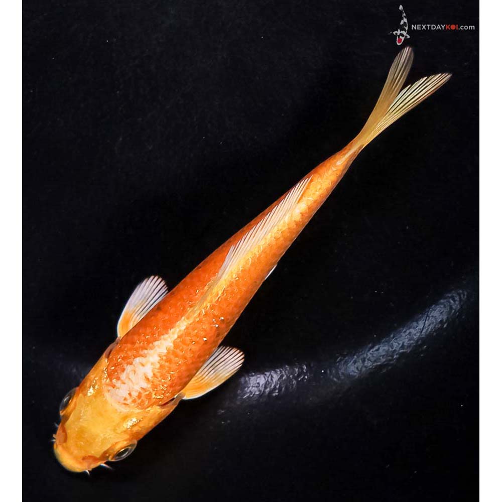 4” Imported Yamabuki Ogon