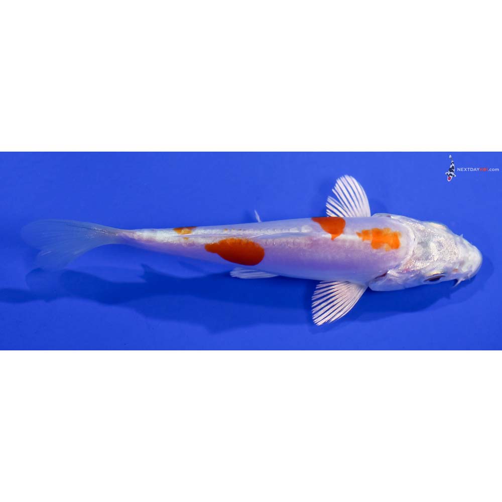 4” Imported Kikusui