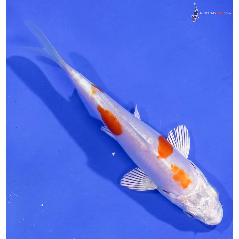 4” Imported Kikusui