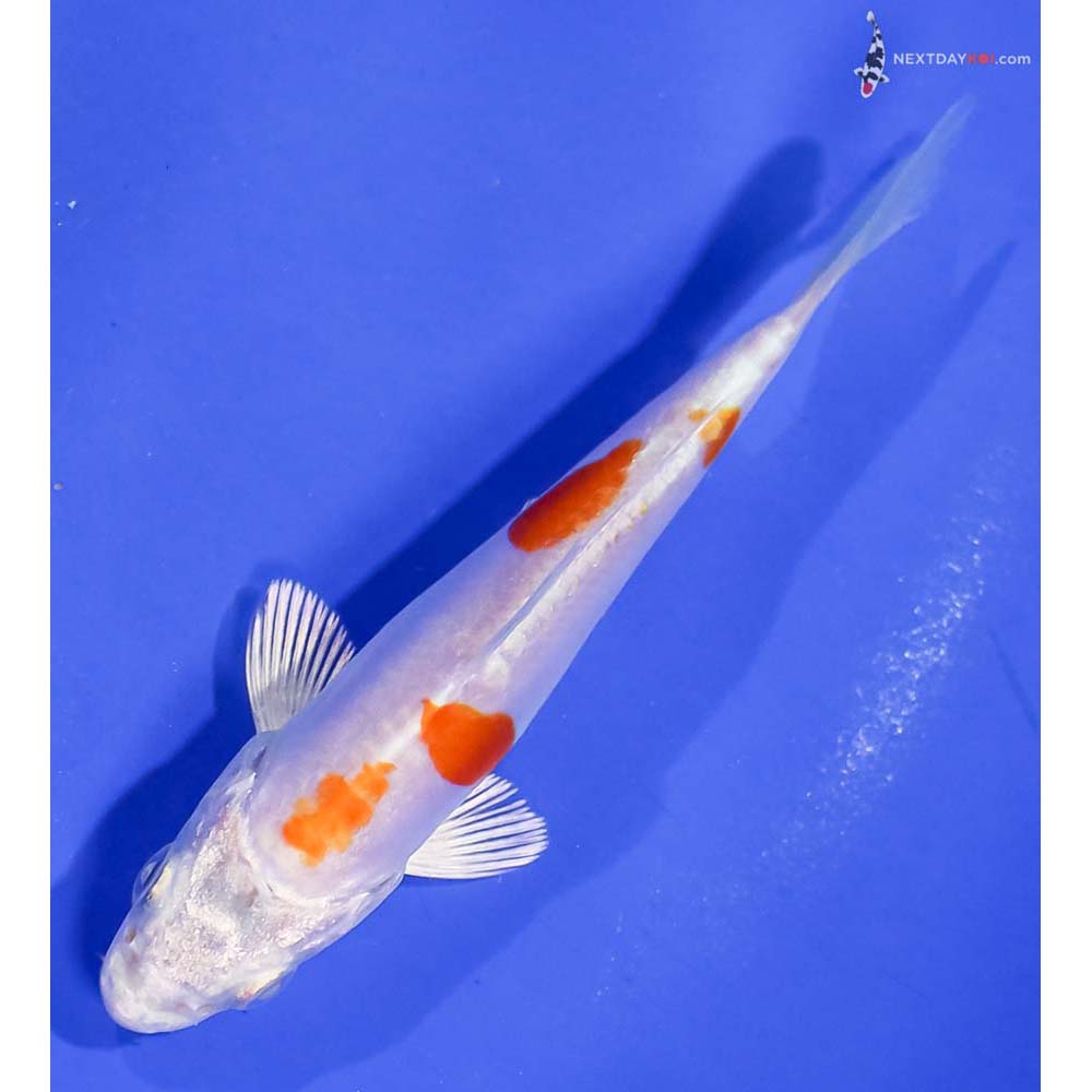 4” Imported Kikusui
