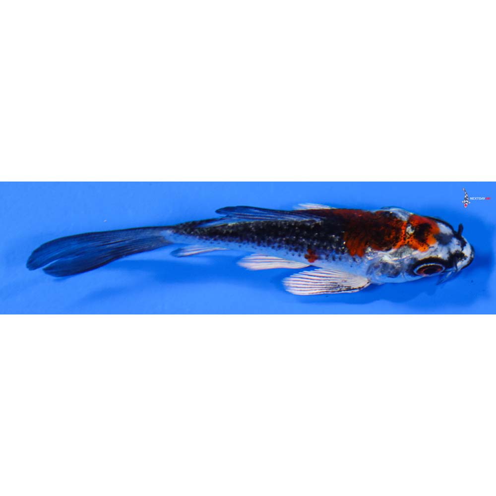 3” Imported Kujaku Butterfly Koi