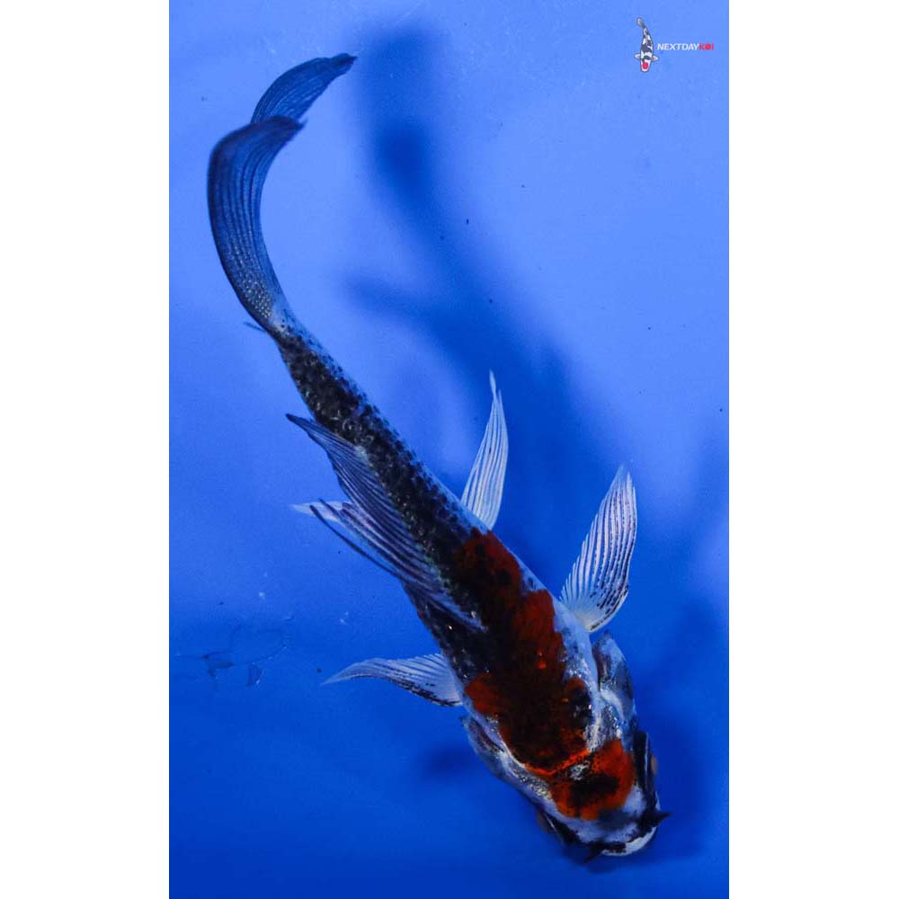 3” Imported Kujaku Butterfly Koi