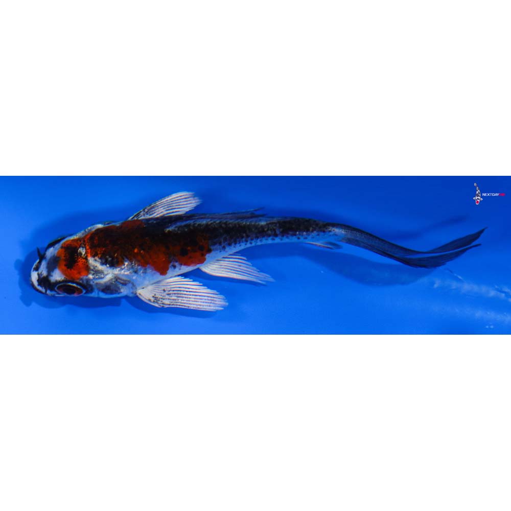 3” Imported Kujaku Butterfly Koi