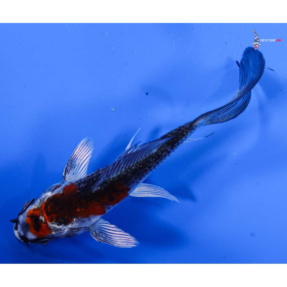 3” Imported Kujaku Butterfly Koi