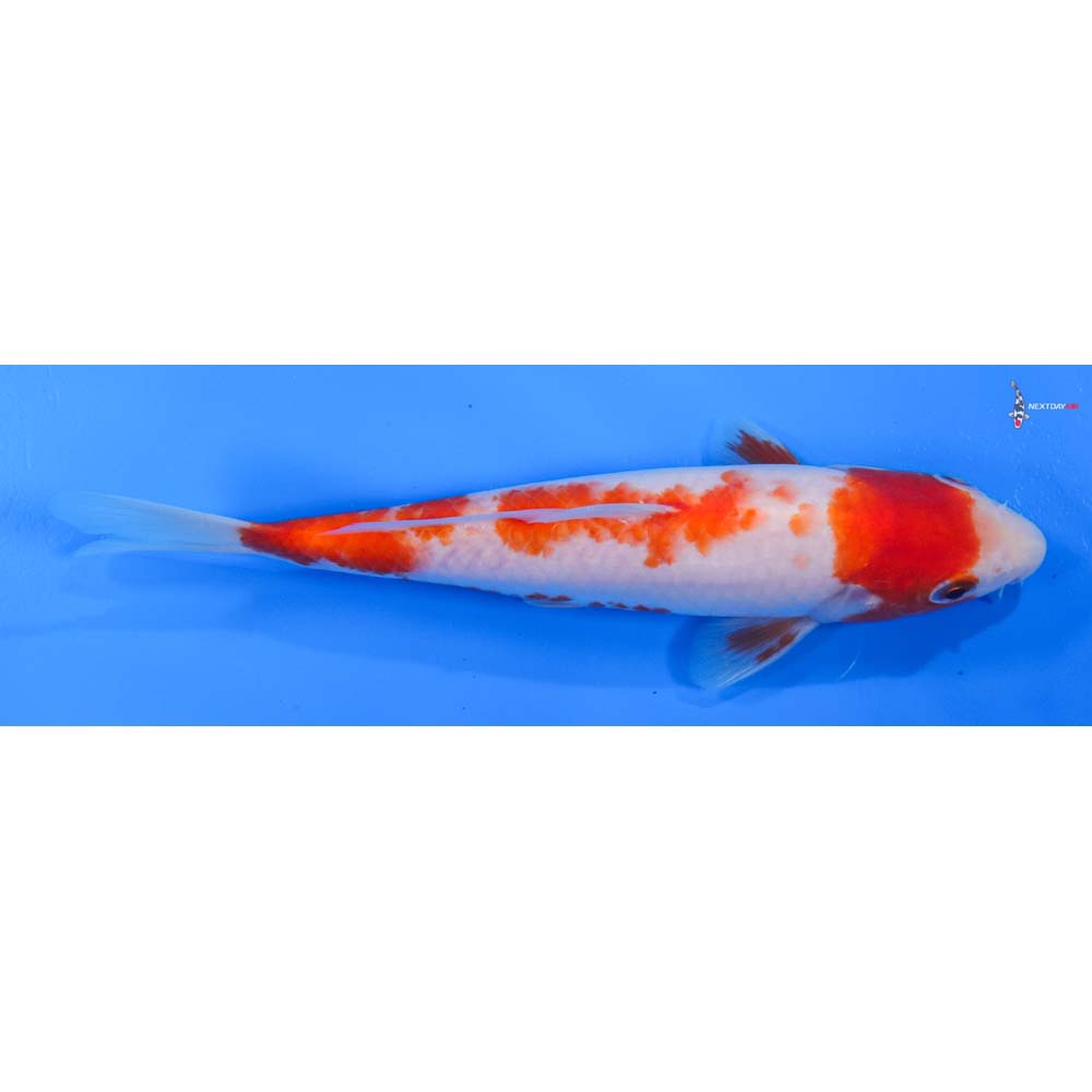 7.5” Imported Kohaku