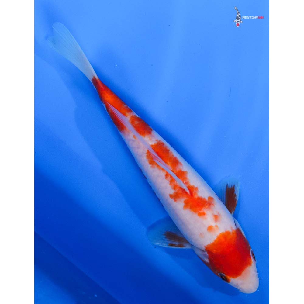 7.5” Imported Kohaku