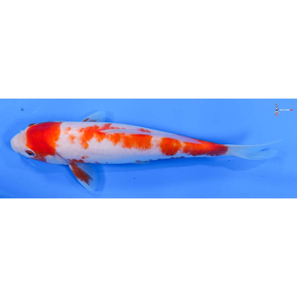 7.5” Imported Kohaku
