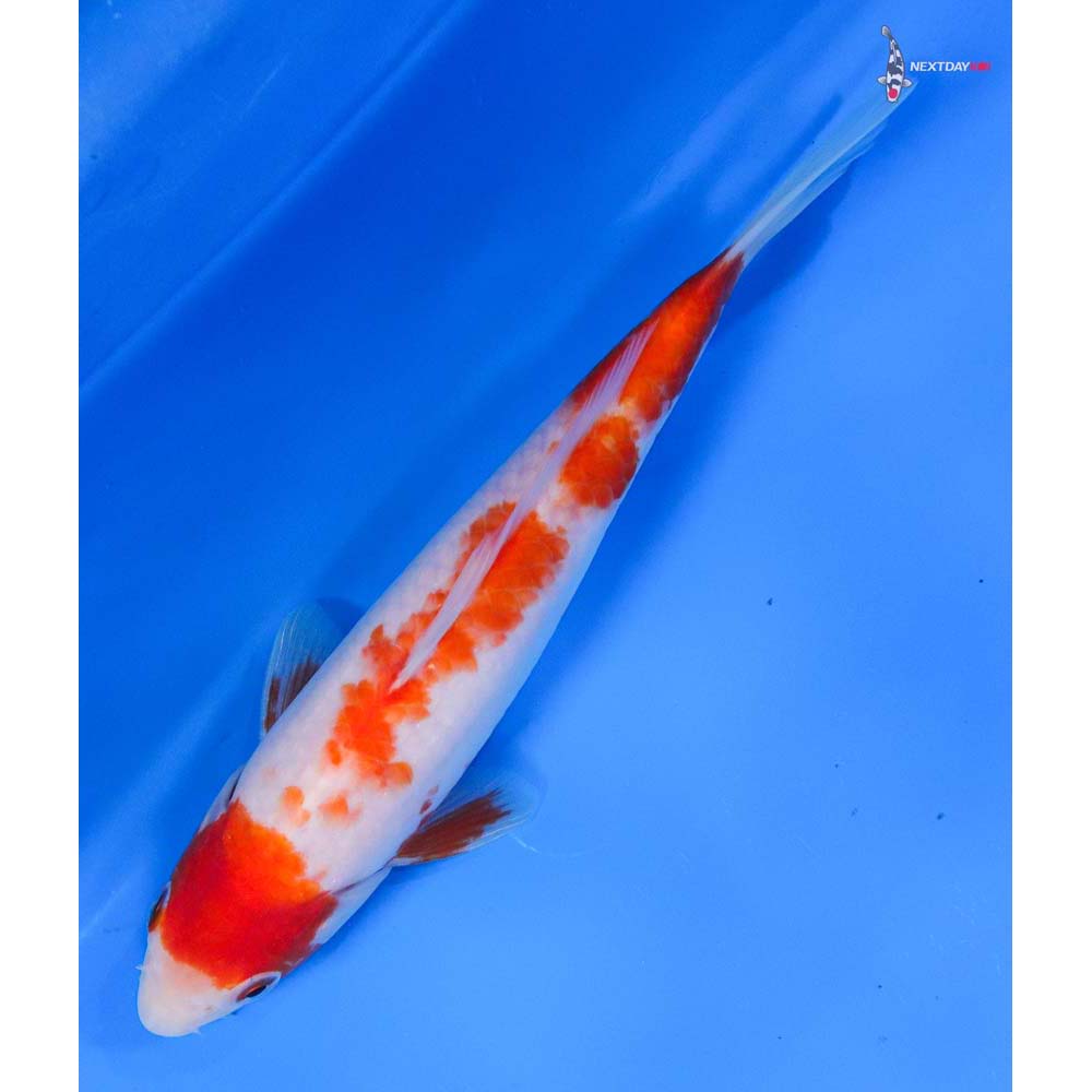 7.5” Imported Kohaku