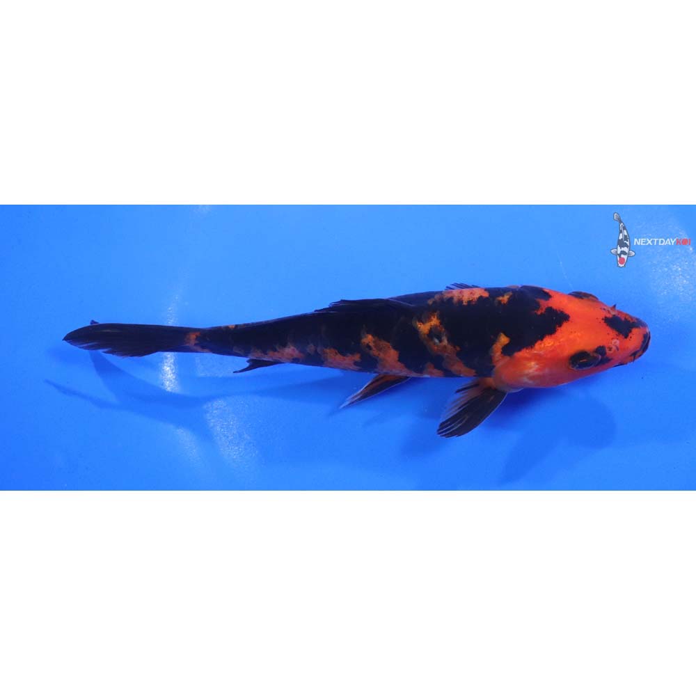 6” Imported Hi Utsuri