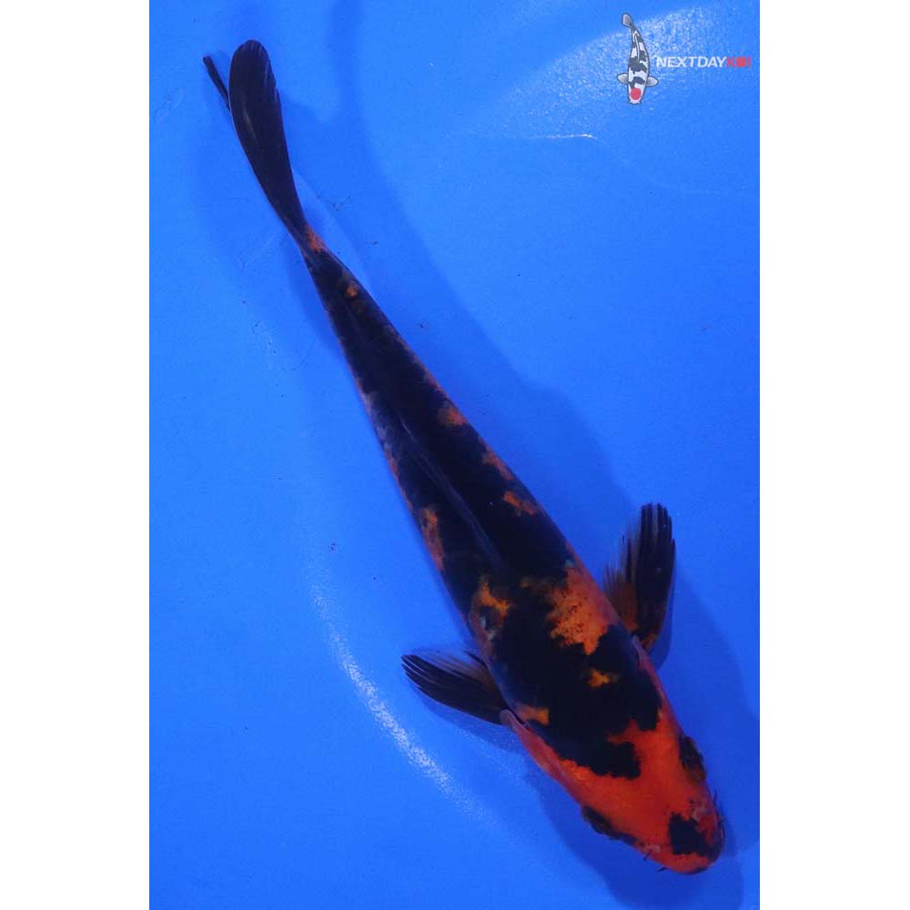 6” Imported Hi Utsuri