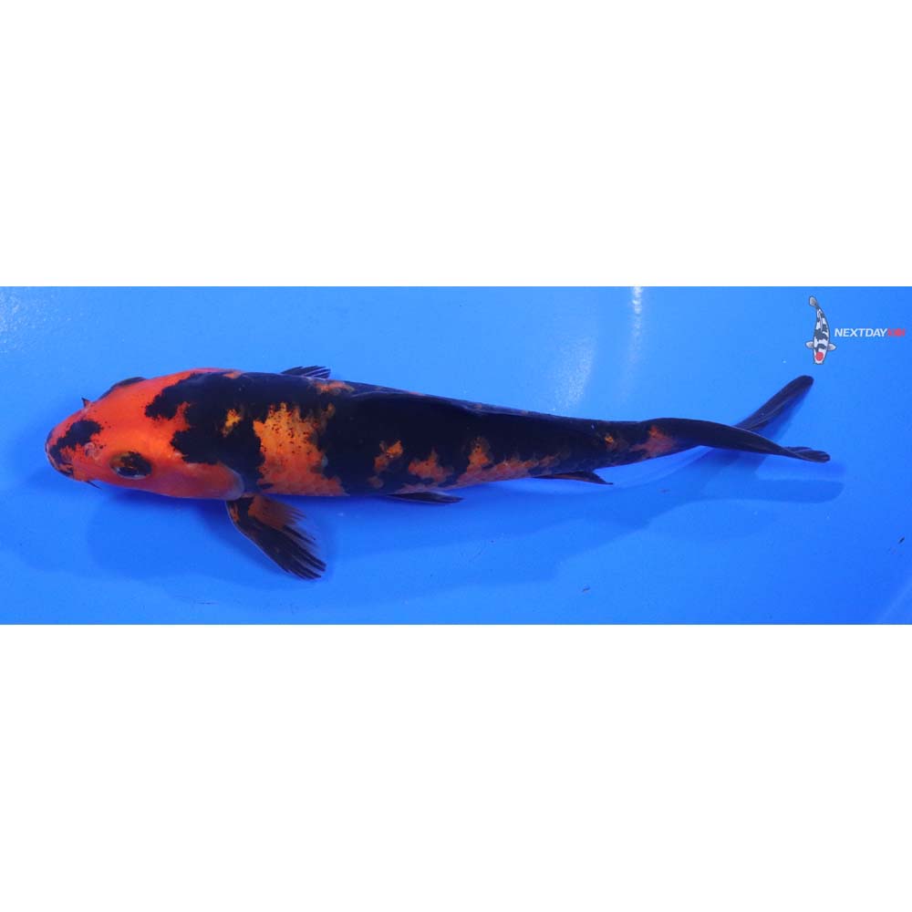 6” Imported Hi Utsuri
