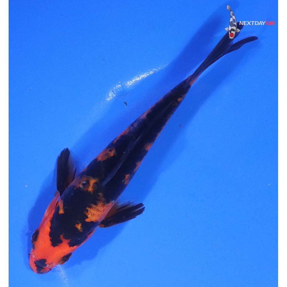 6” Imported Hi Utsuri