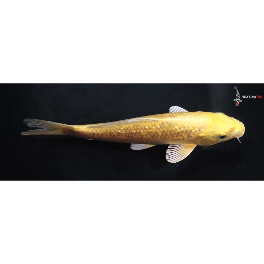 6.5” Imported Gin Rin Yamabuki Ogon