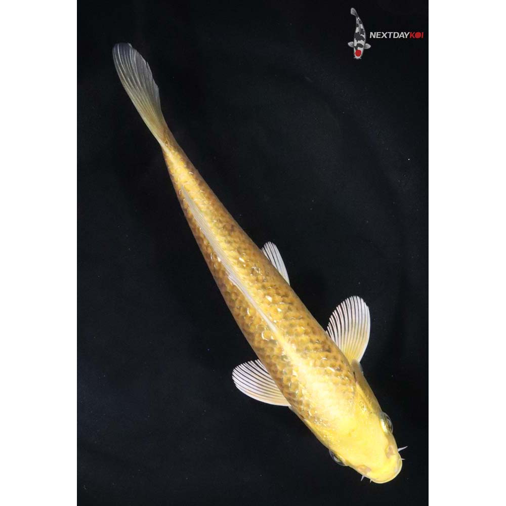 6.5” Imported Gin Rin Yamabuki Ogon