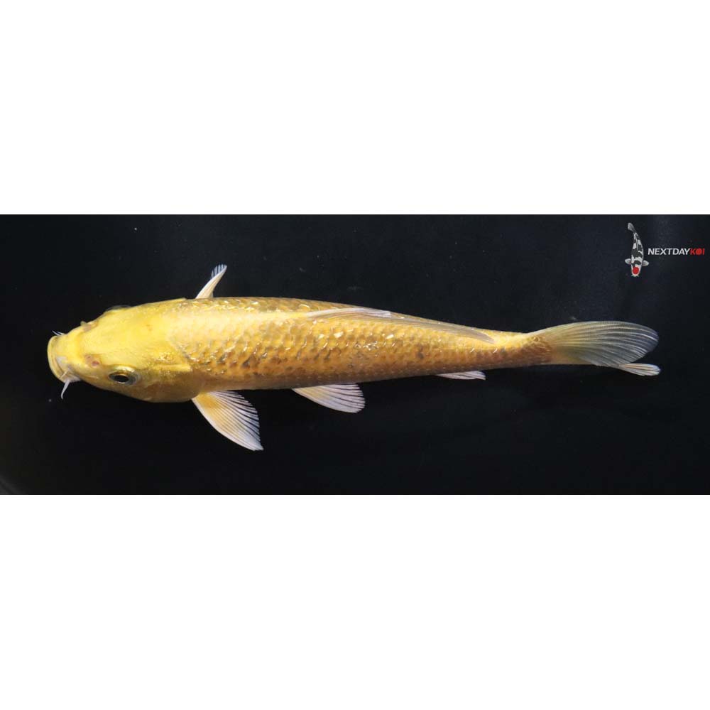 6.5” Imported Gin Rin Yamabuki Ogon
