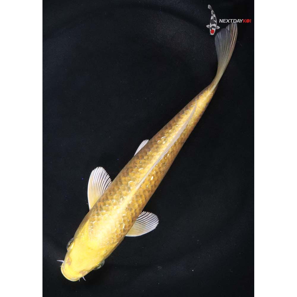 6.5” Imported Gin Rin Yamabuki Ogon