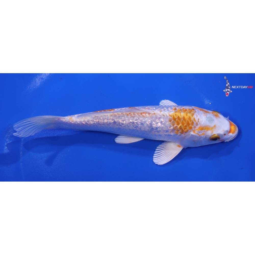 6.5” Imported Gin Rin Hariwake