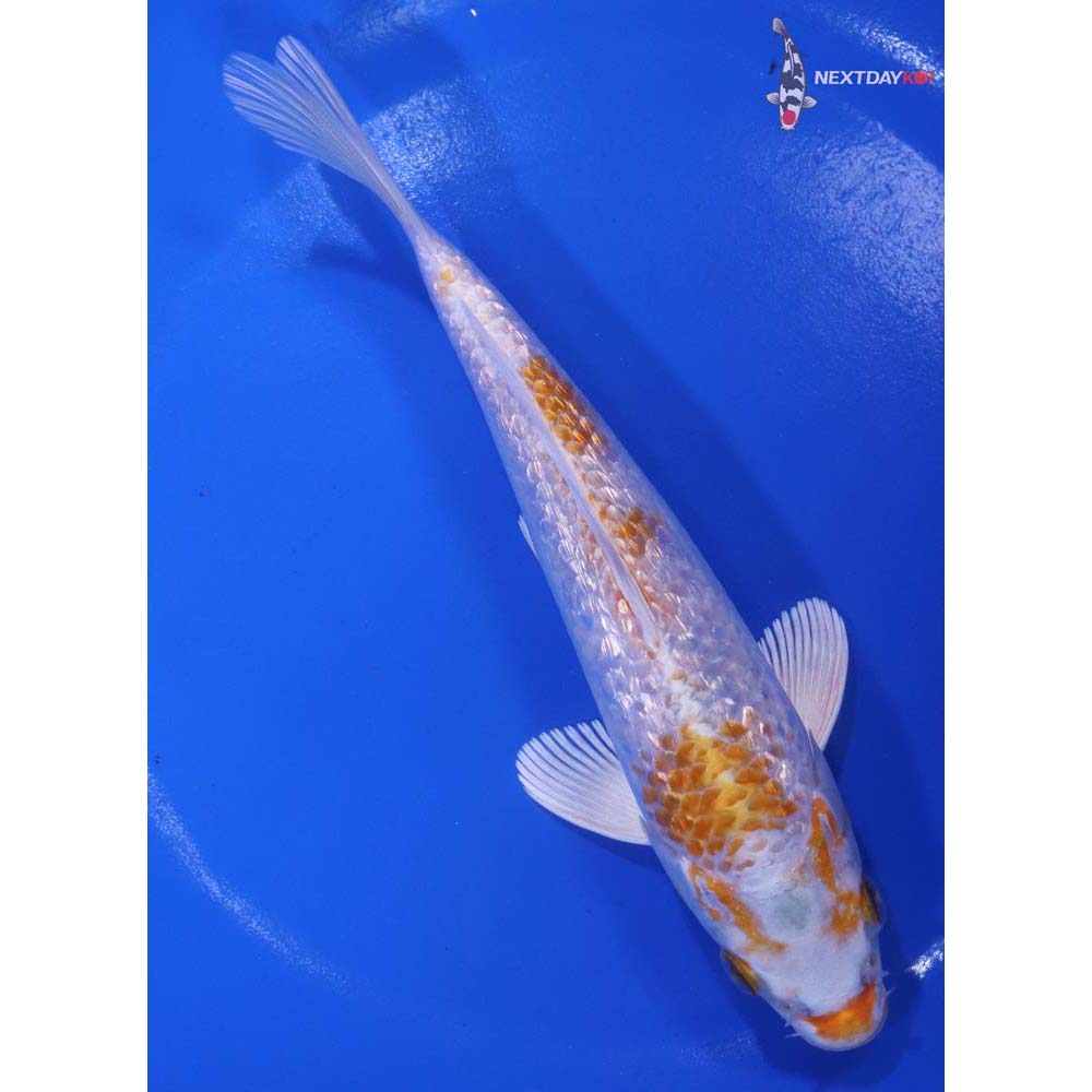6.5” Imported Gin Rin Hariwake