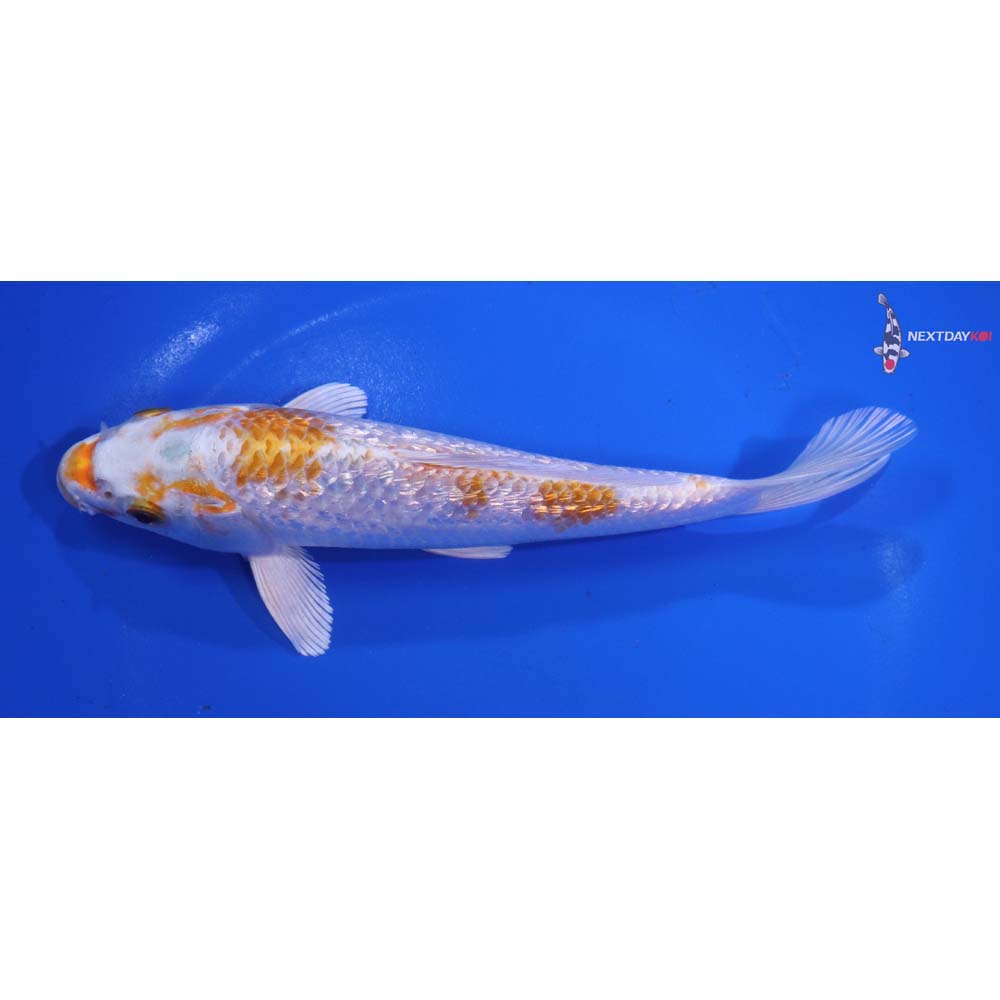 6.5” Imported Gin Rin Hariwake