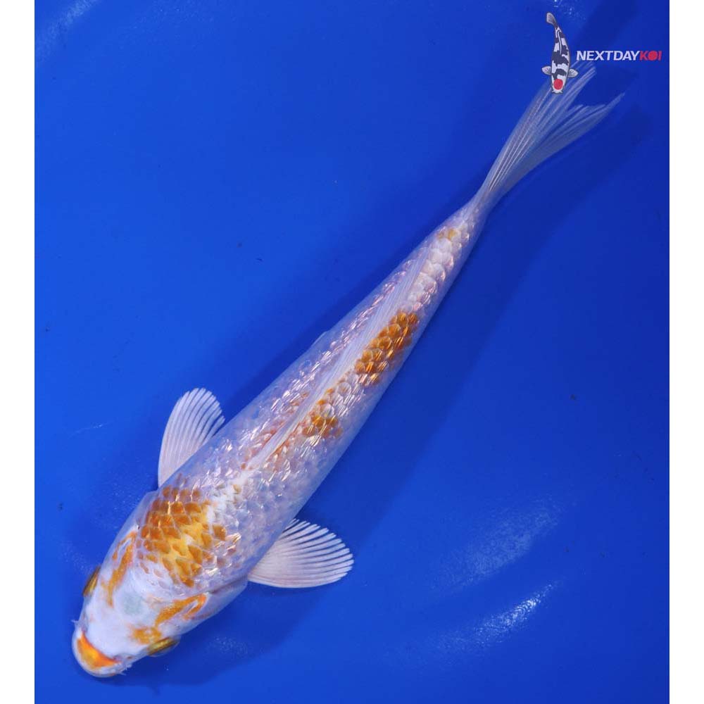 6.5” Imported Gin Rin Hariwake