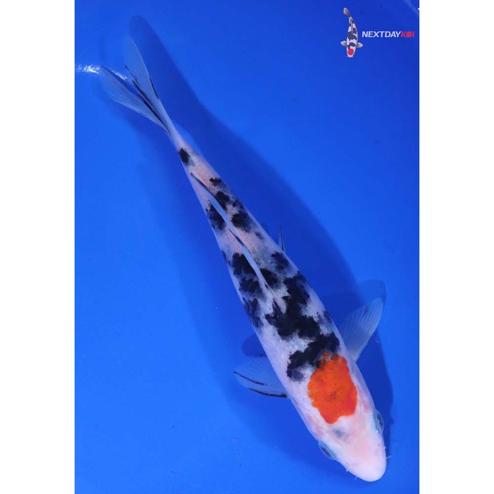 6.5” Imported Sanke