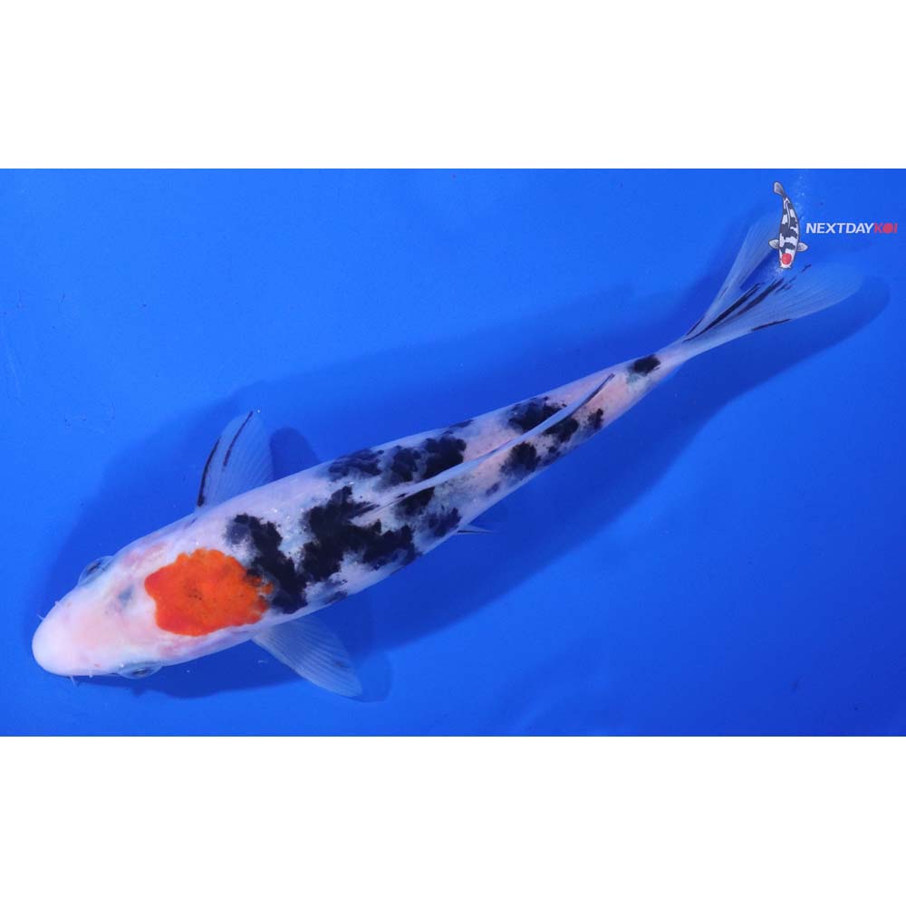 6.5” Imported Sanke