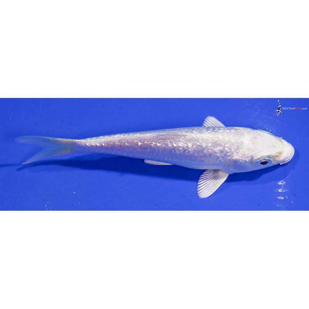 4” Imported Gin Rin Platinum Ogon